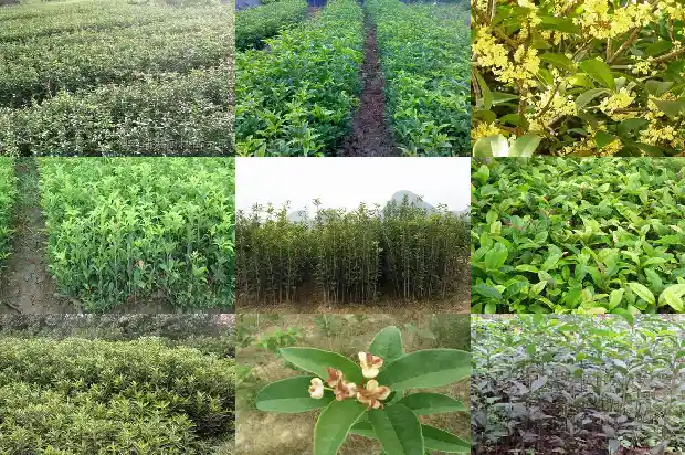 沂蒙桂花批发市场在哪里呀电话1685927053553