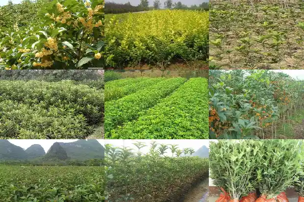 沂蒙桂花批发市场在哪里呀电话1685927053599