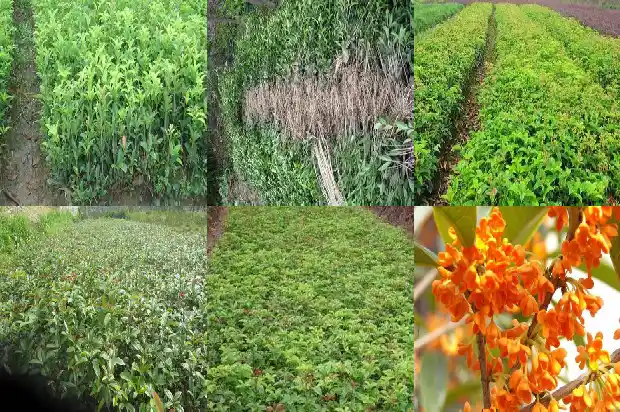 桂花树木材的优缺点有哪些方面1688436373894