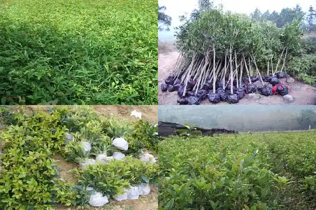 桂花种植地方1685927092808