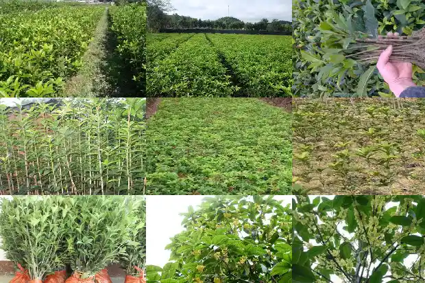 桂花种植地方1685927092854