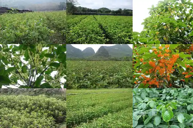 桂花适合什么地方种植1685927100261