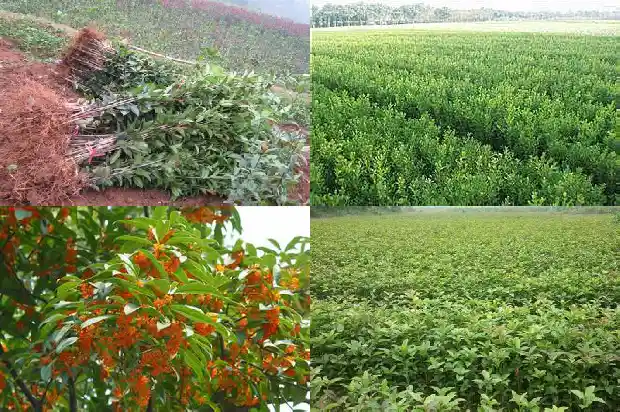 桂花适合什么地方种植1685927100309