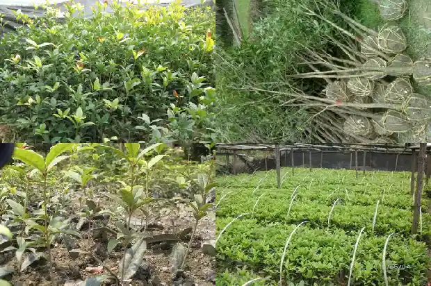 桂花树多高开花结果呢怎么回事1685927109886