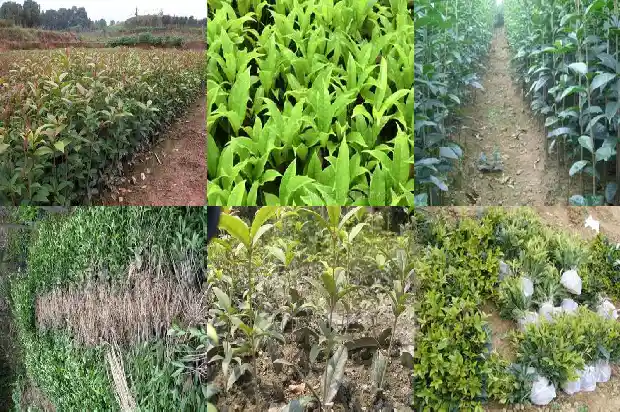 桂花树多高开花结果呢怎么回事1685927109934