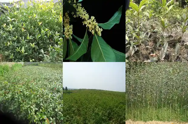 枸杞能不能和桂花一起泡水喝1689467232550