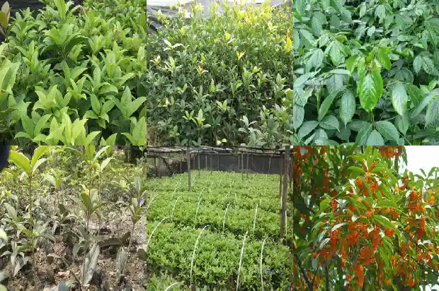 14公分桂花树多少钱一棵呢1689838537815