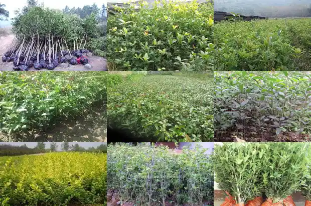 桂花树多高合适移栽1685927133163