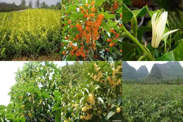 桂花树多高合适移栽1685927133211
