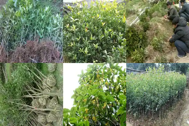桂花树多高合适移栽1685927133259