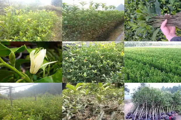 桂花树多高打顶最好1686010250893