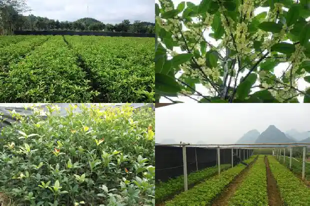 桂花树多高多粗好看1686010281055