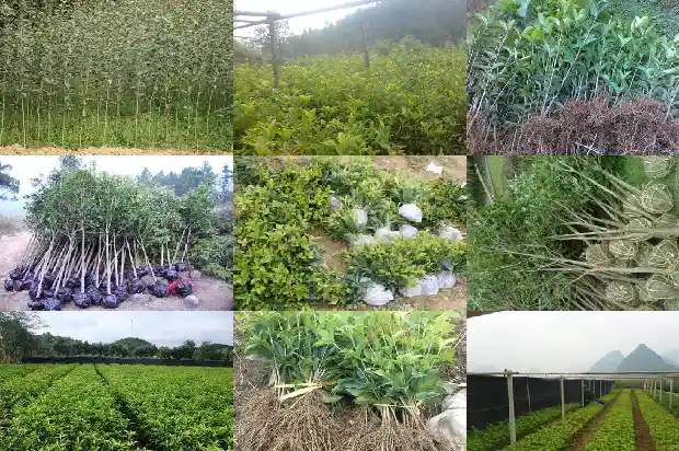 桂花树多开花秘方怎么用1688523710909