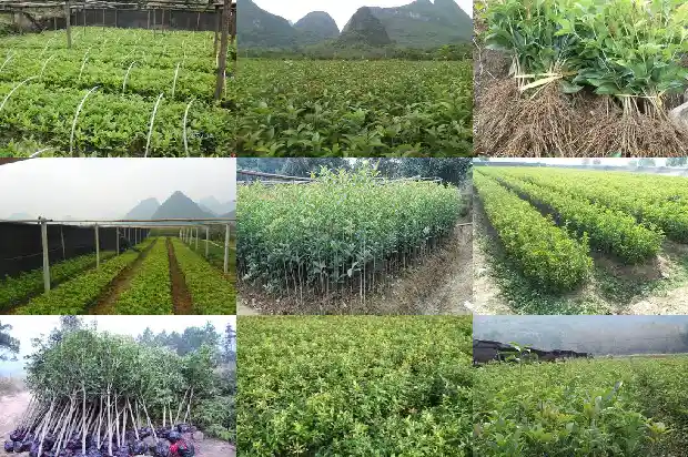 桂花树多高留枝好1686010345757