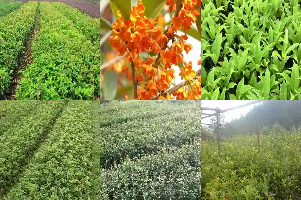 桂花树多高留枝好1686010345803