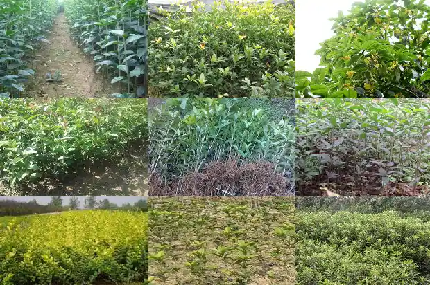 桂花树要多大才开花结果子1686010423723