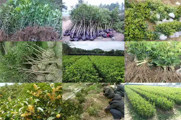 三米桂花树价格多少钱一棵1689639980036