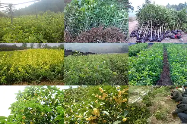 桂花树一般多久开花一次1686010468788