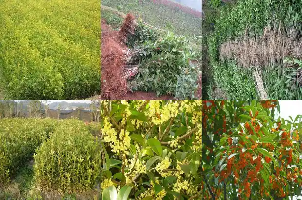 桂花树一般多久开花一次1686010468834
