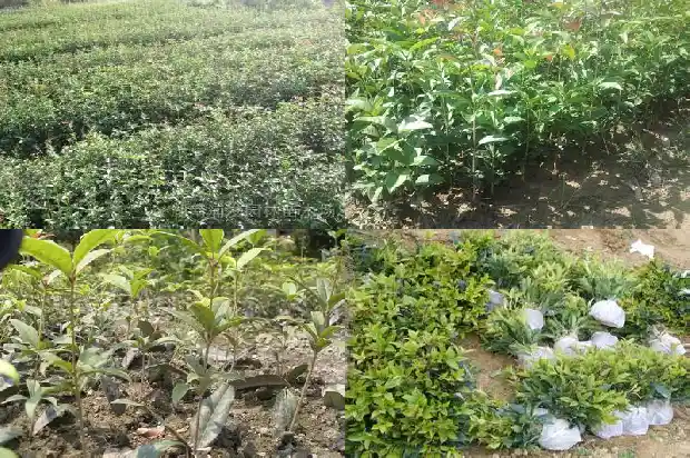 桂花树地栽主干多高为好呢1686010506544
