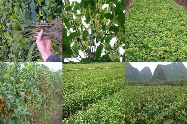 桂花树地栽主干多高为好呢1686010506592