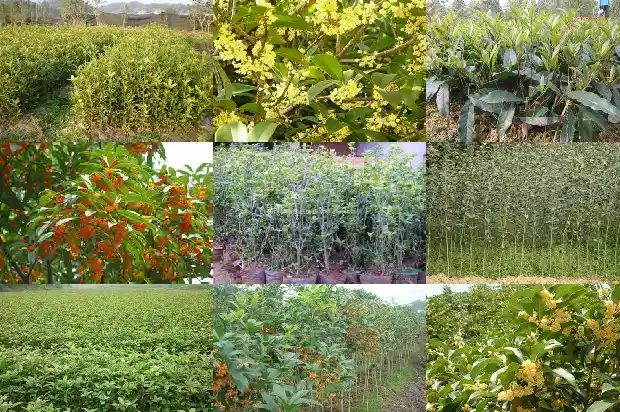 盆栽桂花树栽多深1686010548105