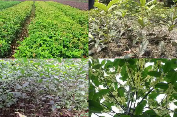 盆栽桂花树栽多深1686010548153