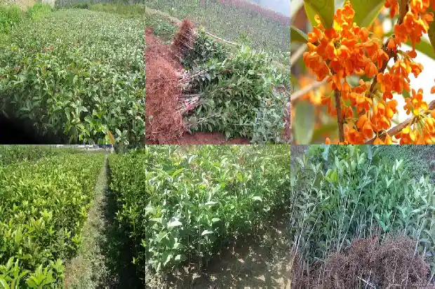 盆栽桂花树栽多深1686010548201