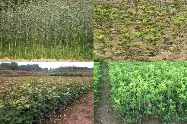 桂花树干多高最好养护1686010591950