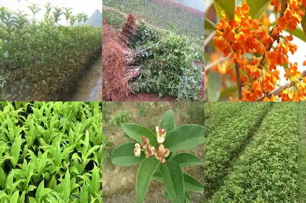 桂花树干多高最好养护1686010592046