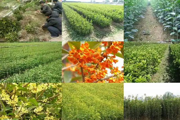 桂花树干多高最好养护1686010592094