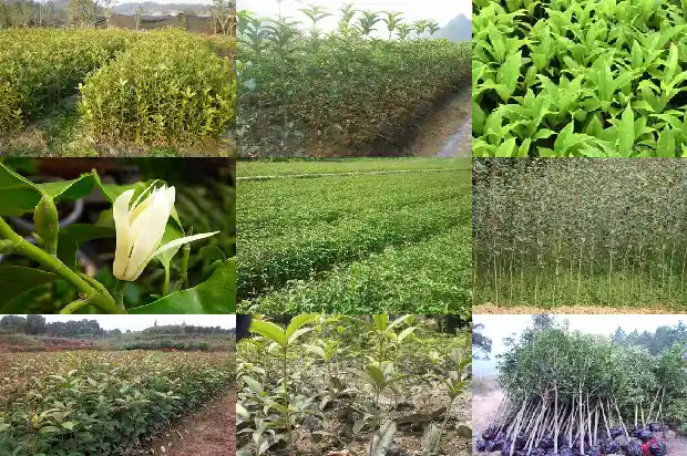 桂花树栽多深好1686010633500