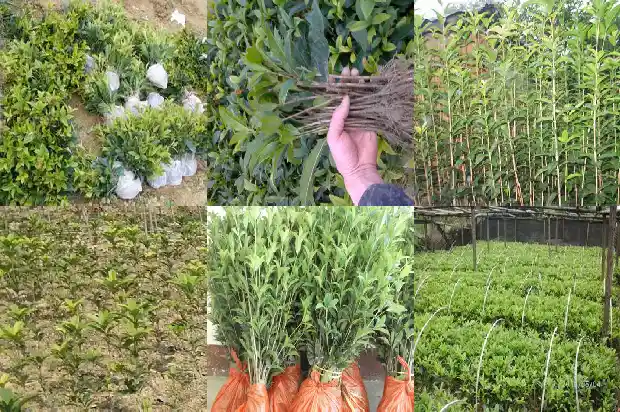 桂花树栽多深好1686010633545