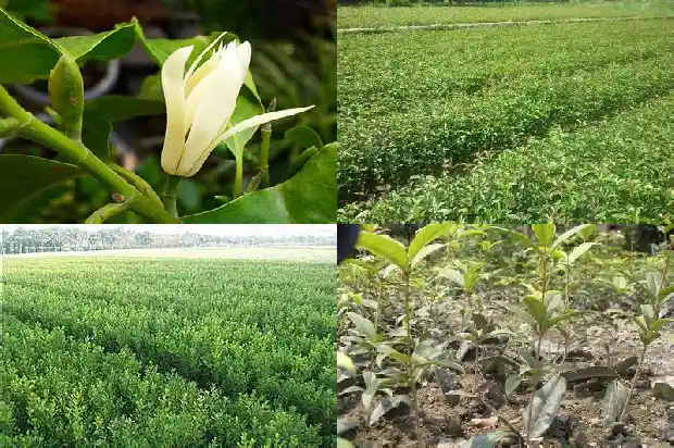 桂花树栽多深好1686010633640