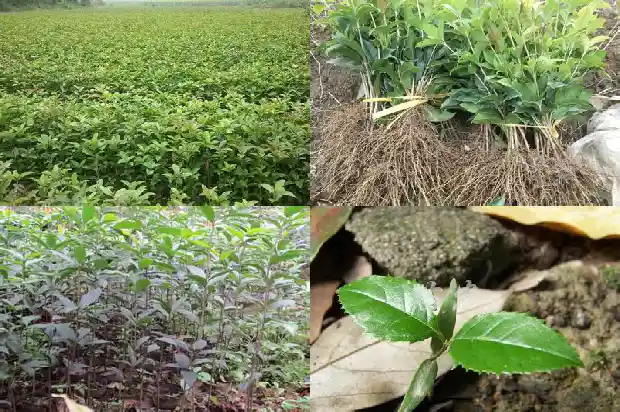 八月桂花香的说说心情说说短句1688793236533