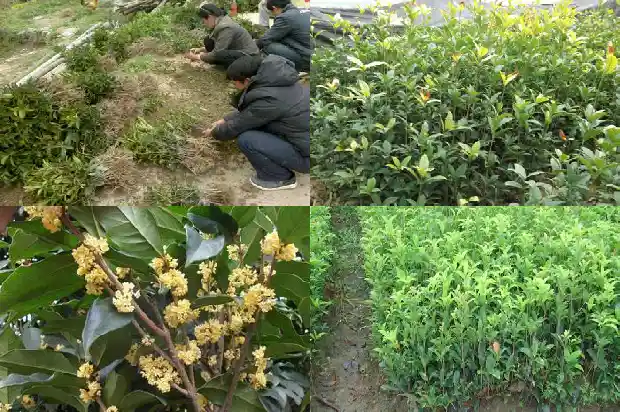 桂花树怎样长的高大1686010777847