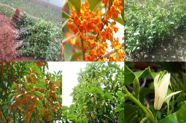 桂花树怎样长的高大1686010777941