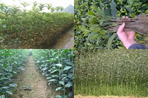 桂花树什么时候截杆好活啊1686010842859