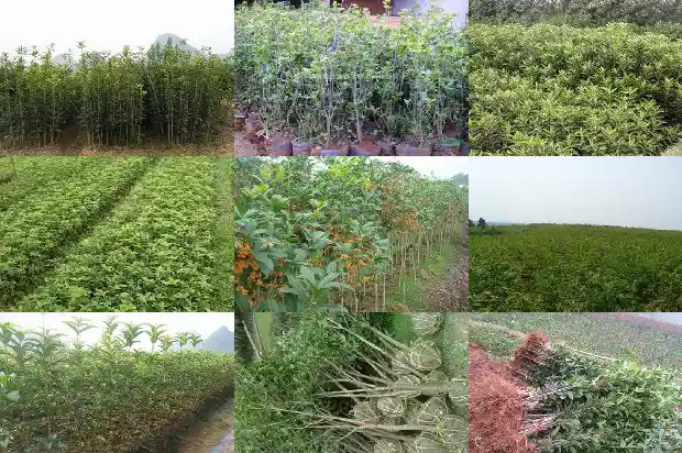 桂花树什么时候截杆好活啊1686010842955