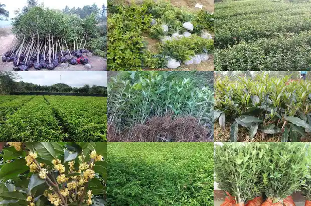 桂花树什么时候截杆好活啊1686010843003