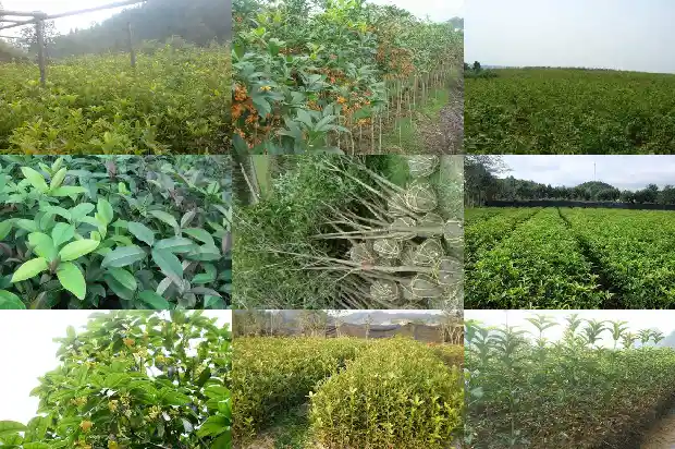 桂花树如何截杆1686010862371