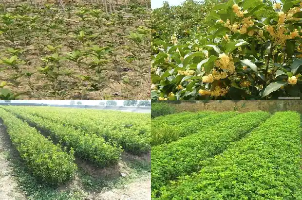 桂花树如何截杆1686010862465