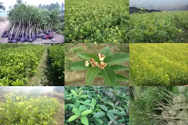 桂花树如何截杆1686010862511