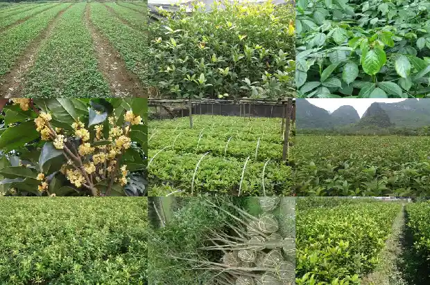 桂花树杆有用吗1686010884438