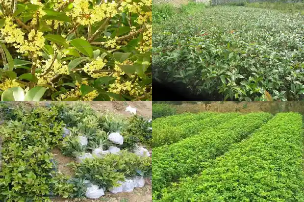 桂花树截杆留树桩时间多长1686010908845