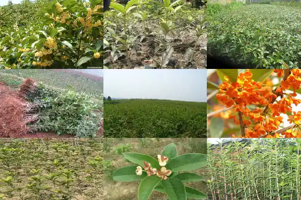 桂花树截杆留树桩时间多长1686010908893