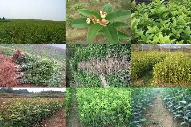 桂花树截杆留树桩时间多长1686010908988