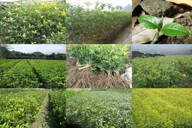 刚盆栽的桂花能截枝吗1686010926460