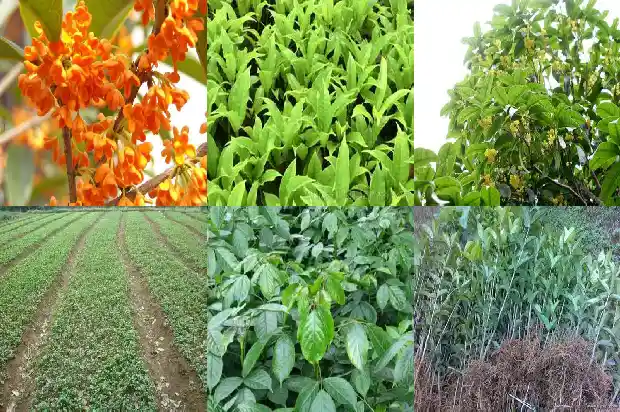 刚盆栽的桂花能截枝吗1686010926506