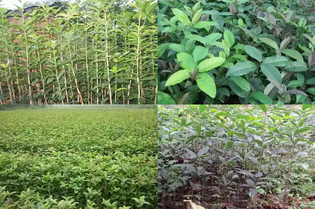 金银花和桂花泡水喝的功效与作用1689121928734